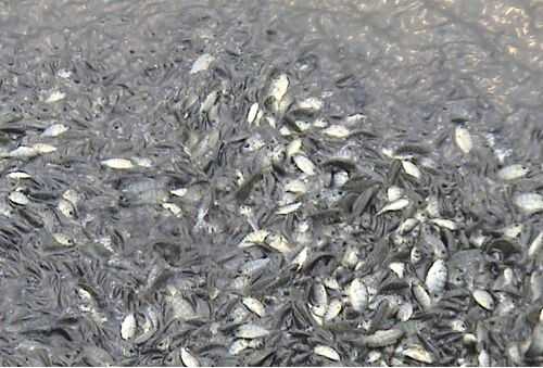 2016罗非鱼养殖前景及市场价格行情分析