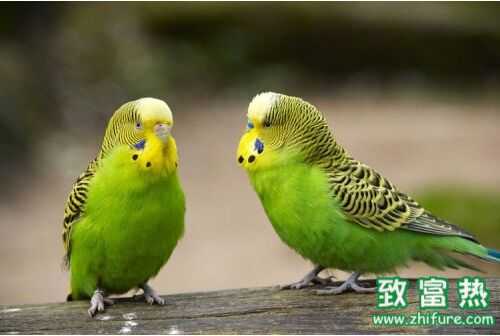 2016养鹦鹉赚钱吗?2016鹦鹉养殖前景及市场价格行情分析