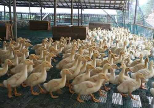 2016养肉鸭赚钱吗?