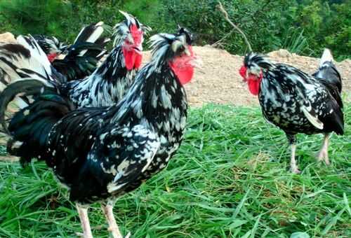 2016养贵妃鸡赚钱吗?