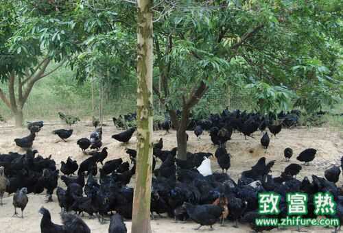 2016养乌鸡赚钱吗?2016乌鸡养殖前景及市场价格行情分析