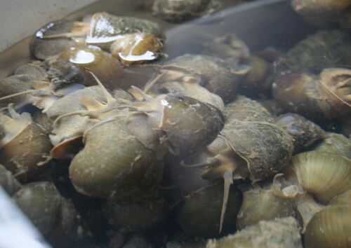 2016养田螺赚钱吗?