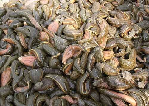 2016养水蛭赚钱吗?2016水蛭养殖前景及市场价格行情分析