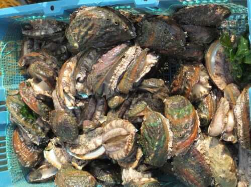 2016养鲍鱼赚钱吗?