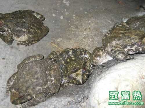 2016养石蛙赚钱吗?2016石蛙养殖前景及市场价格行情分析