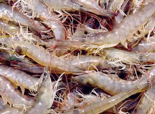 2016养南美白对虾虾赚钱吗?