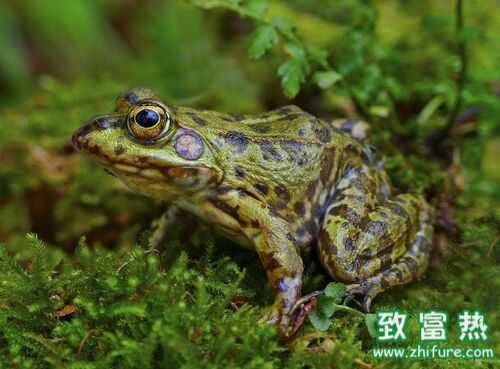 2016养青蛙赚钱吗?2016青蛙养殖前景及市场价格行情分析