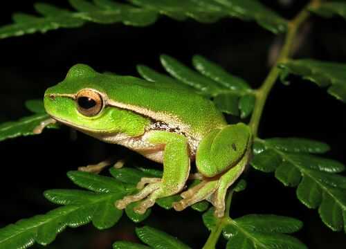 2016养青蛙赚钱吗?