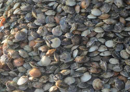 2016养扇贝赚钱吗?