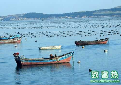 2016养扇贝赚钱吗?2016扇贝养殖前景及市场价格行情分析