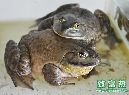 2016养牛蛙赚钱吗?2016牛蛙养殖前景及市场价格行情分析