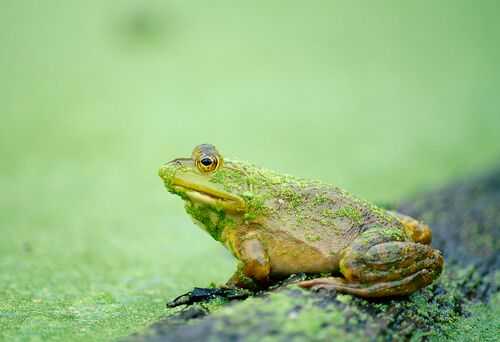 2016养牛蛙赚钱吗?