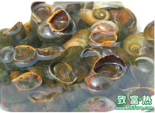 2016养福寿螺赚钱吗?2016福寿螺养殖前景及市场价格行情分析