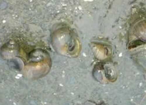 2016养福寿螺赚钱吗?