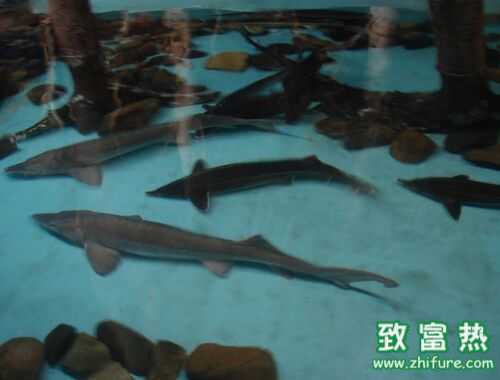 2016养鲟鱼赚钱吗?2016鲟鱼养殖前景及市场价格行情分析