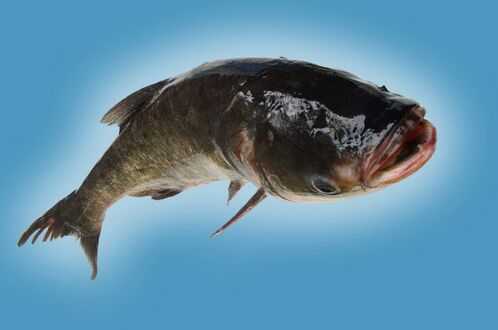 2016养白鲢赚钱吗?