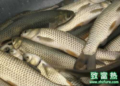 2016养草鱼赚钱吗?2016草鱼养殖前景及市场价格行情分析