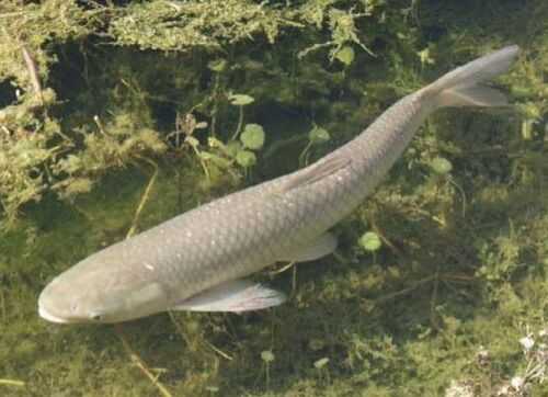 2016养草鱼赚钱吗?