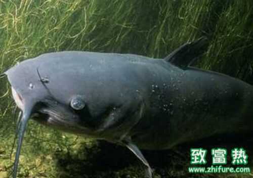 2016养鲶鱼赚钱吗?2016鲶鱼养殖前景及市场价格行情分析