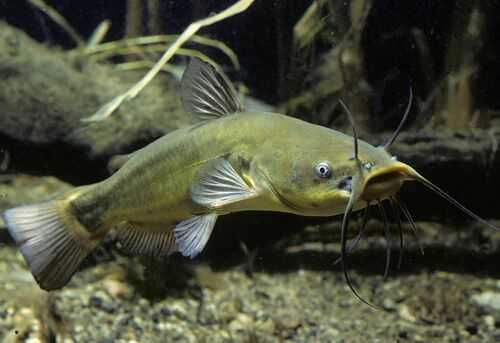 2016养鲶鱼赚钱吗？