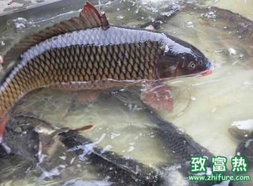 2016养鲤鱼赚钱吗?2016鲤鱼养殖前景及市场价格行情分析