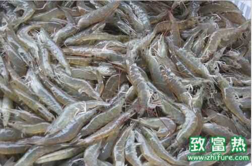 2016养河虾赚钱吗?2016河虾养殖前景及市场价格行情分析