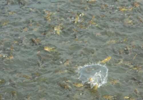 2016养黄颡鱼赚钱吗?