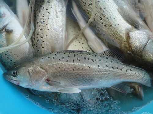 2016养鲈鱼赚钱吗?