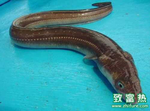 2016养鳗鱼赚钱吗?2016鳗鱼养殖前景及市场价格行情分析