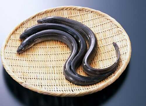 2016养鳗鱼赚钱吗?