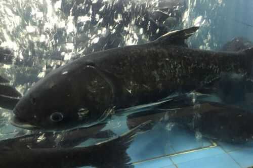 2016养花鲢赚钱吗?