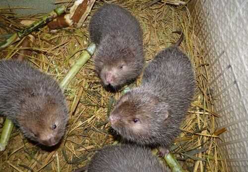 2016养竹鼠赚钱吗?