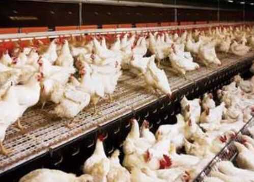 2016白羽肉鸡养殖前景及市场价格行情分析