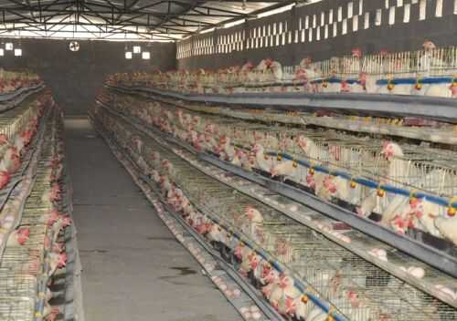 2016养蛋鸡赚钱吗?