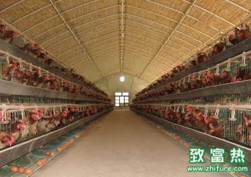 2016养蛋鸡赚钱吗?2016蛋鸡养殖前景及市场价格行情分析