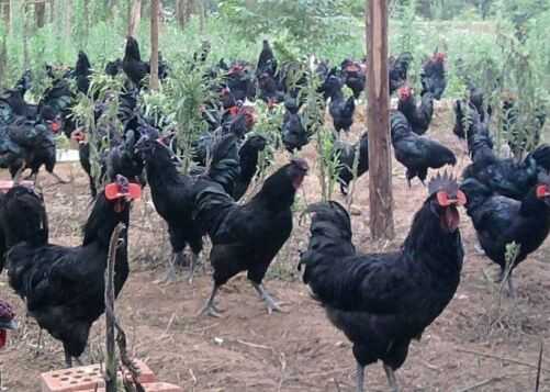 2016养绿壳蛋鸡赚钱吗?