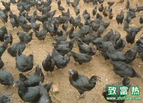 2016养绿壳蛋鸡赚钱吗?2016绿壳蛋鸡养殖前景及市场价格行情分析