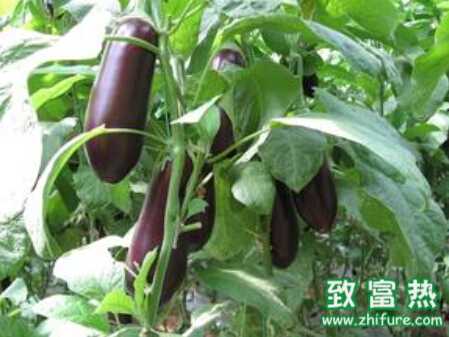 茄子夏季追肥的注意事项