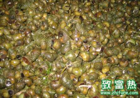 养田螺怎么样?养田螺能赚钱吗?