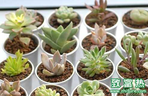 新型创业项目：多肉植物市场前景好潜力大