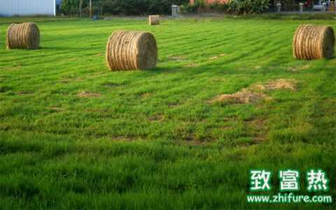 牧草有哪些用途?牧草的作用