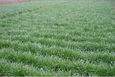 怎样种植黑麦草?