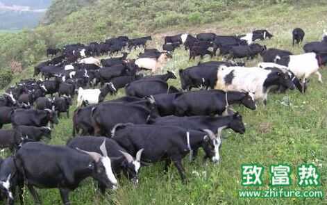 牧草品种大全，养羊牧草，养牛牧草