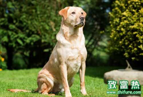 2016养宠物狗钱吗?2016宠物狗养殖前景及市场价格行情分析