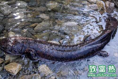 2016养娃娃鱼钱吗?2016娃娃鱼养殖前景及市场价格行情分析