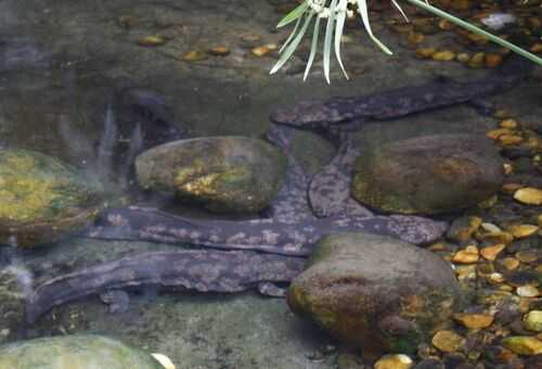 2016养娃娃鱼钱吗?