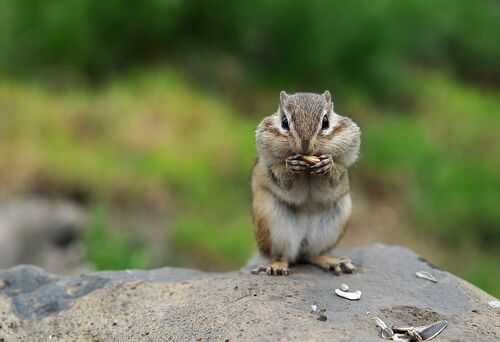 2016养松鼠钱吗?