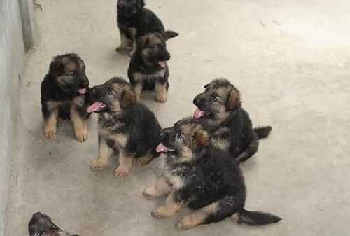 2016养肉狗赚钱吗?