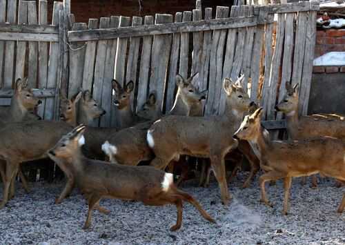 2016养狍子赚钱吗?