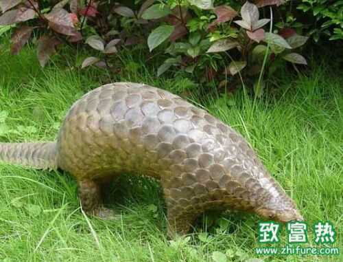 2016养穿山甲赚钱吗?2016穿山甲养殖前景及市场价格行情分析